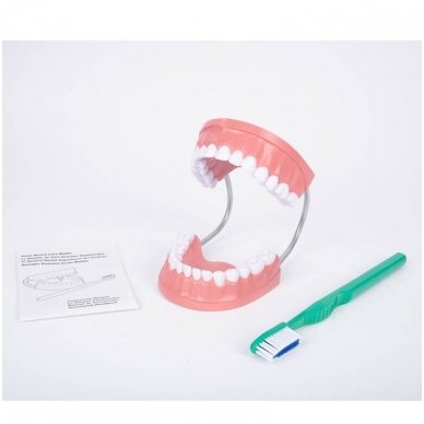 Liels smaganu modelis 514029