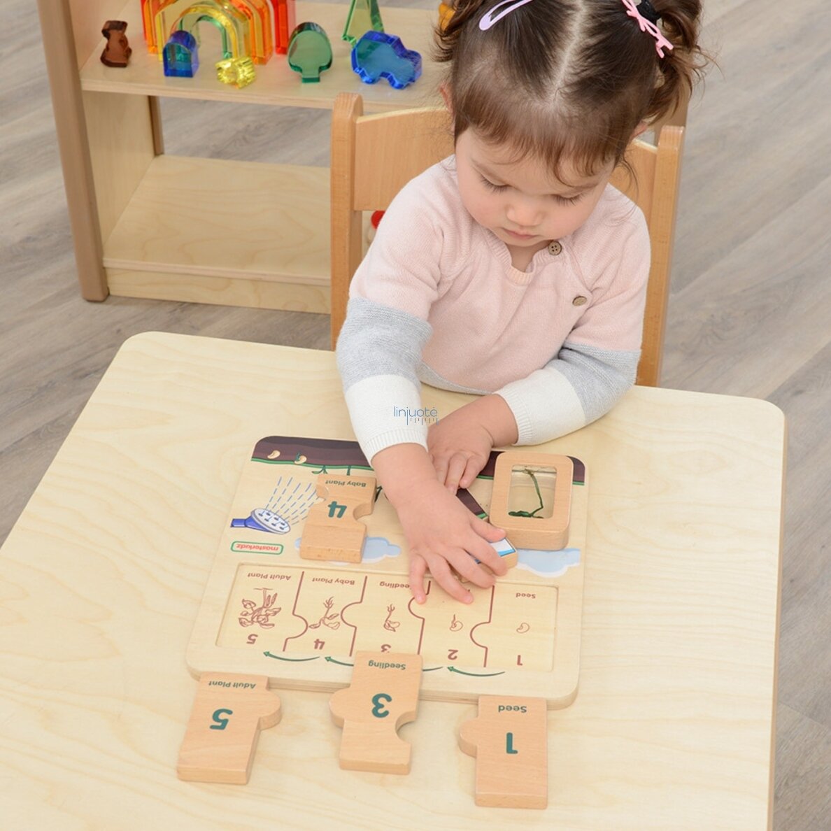 MASTERKIDZ Medinė lentelė „Pupelės gyvavimo ciklas“ 2