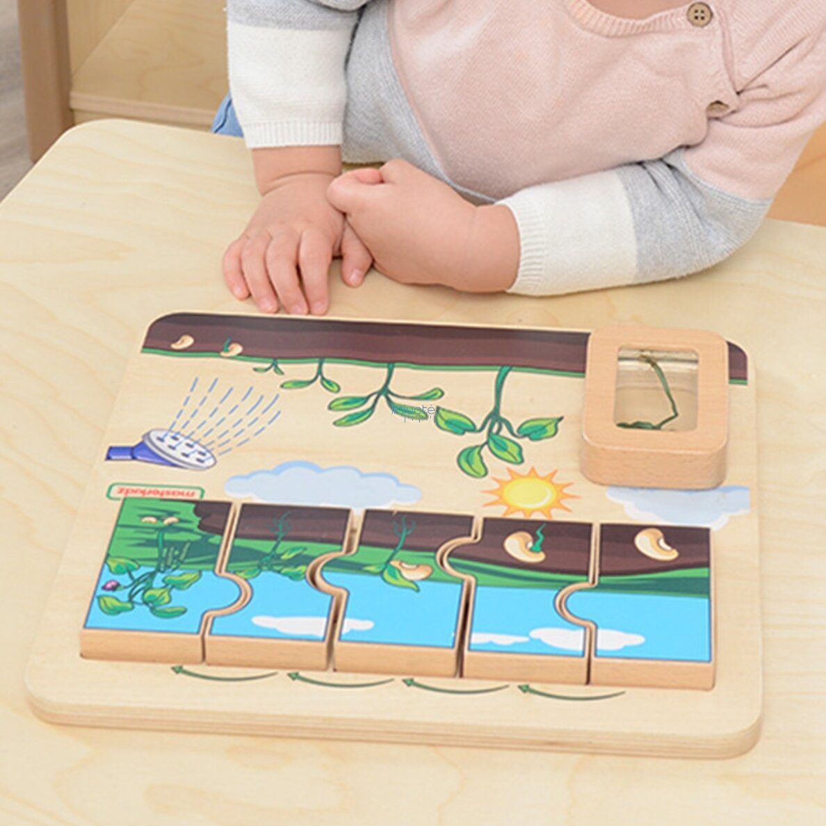 MASTERKIDZ Medinė lentelė „Pupelės gyvavimo ciklas“ 3