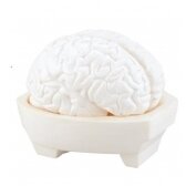 Mokomasis modelis Smegenys 571004