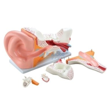 Mācību modelis AUSS 571006 Mācību modelis AUSS 571006