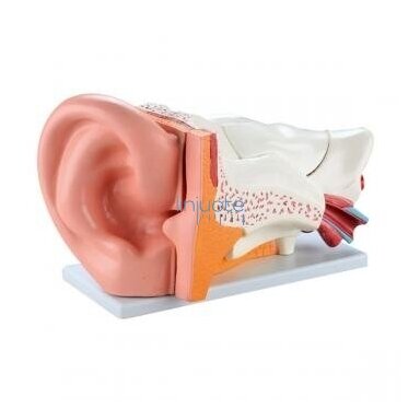 Mācību modelis AUSS 571006 Mācību modelis AUSS 571006