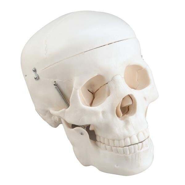 Mācību modelis ''Galvaskauss'' 571001 Mācību modelis ''Galvaskauss'' 571001