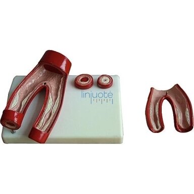 Cīpslu mācību modelis 571024