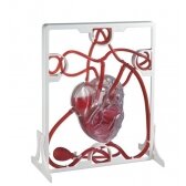 Širdies modelis NSH002