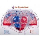 Širdies modelis su pompa 358139