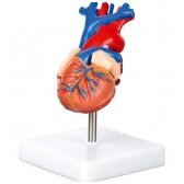Širdies mokomasis modelis 571181