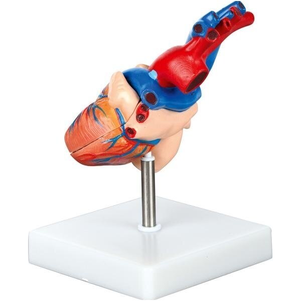 Sirds mācību modelis 571181 1 Sirds mācību modelis 571181 1