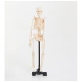 Skeleto modelis NSH003