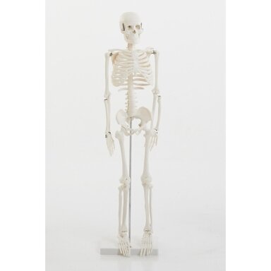 1/2 Skeleta modelis, 850 mm,  1903064