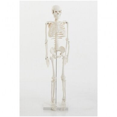 1/2 Skeleto modelis, 850 mm,  1903064 1