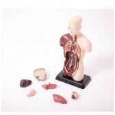 Žmogaus kūno modelis- torsetas NSH009