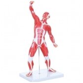 Žmogaus raumenų modelis. 571126