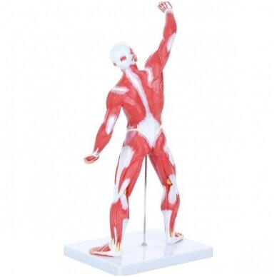 Žmogaus raumenų modelis. 571126 1