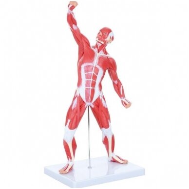 Žmogaus raumenų modelis. 571126